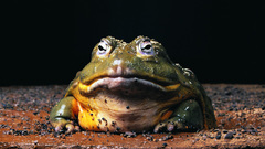 Animals Frogs amphibians bullfrogs