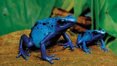 Animals Frogs amphibians dart frogs Poison Dart Frogs