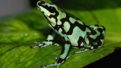 Animals Frogs amphibians Poison