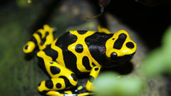 Animals Frogs amphibians Poison
