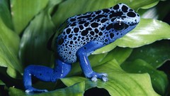 Animals Frogs amphibians Poison Dart Frogs