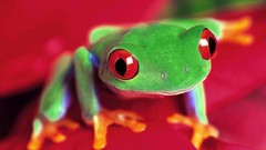 Animals Frogs amphibians Red-Eyed Tree Frog tree frogs