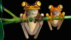 Animals Frogs amphibians tree