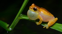 Animals Frogs amphibians tree frogs