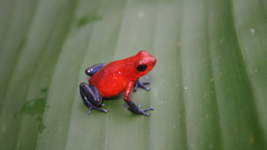 Animals Frogs costa rica