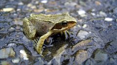 Animals Frogs macro amphibians