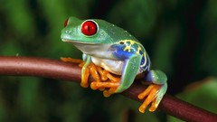 Animals Frogs macro depth