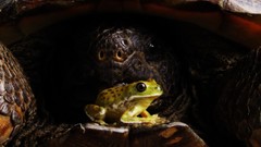 Animals front tortoises