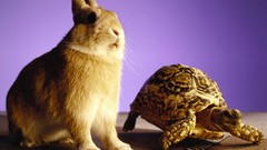Animals fun Bunnies racing tortoises