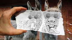 Animals Funny animals