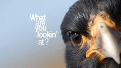 Animals funny Funny animals Eagles national geographic