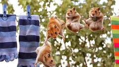 Animals funny Funny animals National hamsters