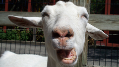 Animals funny Goats