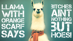 Animals funny llama