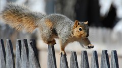 Animals funny squirrels Equilibrium