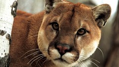 Animals fur puma hunt cougars