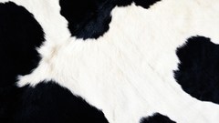 Animals fur Textures Cows