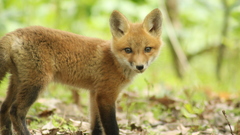 Animals furry animals foxes