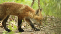 Animals furry animals foxes