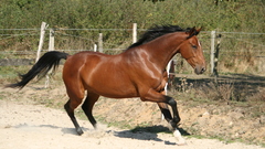 Animals gallop Mammals horse