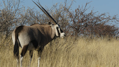 Animals gazelle animal