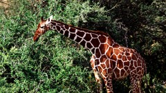 Animals giraff