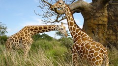 Animals Giraffes