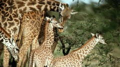 Animals Giraffes Africa wildlife Wild Africa