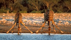 Animals Giraffes Namibia national park