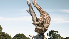 Animals Giraffes Viral
