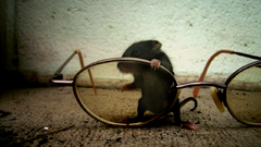 Animals glasses mice