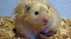 Animals gold hamsters bedding