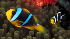 Animals gold spine sea anemones clownfish