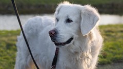 Animals golden retriever