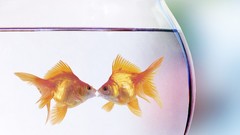 Animals goldfish fish bowls