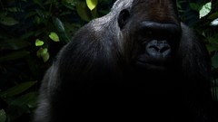 Animals gorillas primates