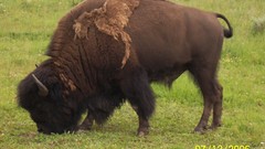 Animals grass bison
