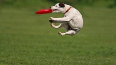 Animals grass Dogs Frisbee