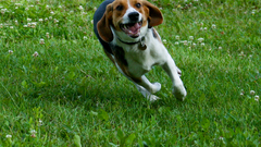 Animals grass Dogs outdoors