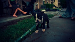 Animals grass Dogs outdoors