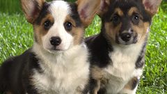 Animals grass Dogs Puppies