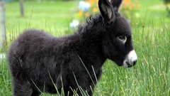 Animals grass donkey baby