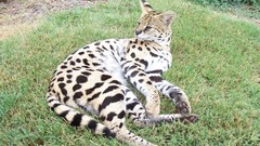 Animals grass outdoors serval