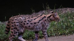 Animals grass outdoors serval