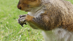 Animals grass outdoors squirrels