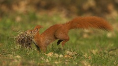Animals grass outdoors squirrels