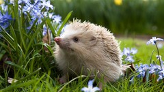 Animals grass porcupines