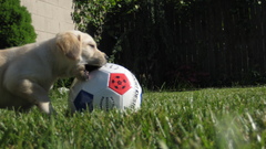 Animals grass Puppies