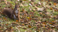 Animals grass squirrels fallen
