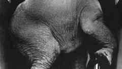 Animals grayscale monochrome elephants